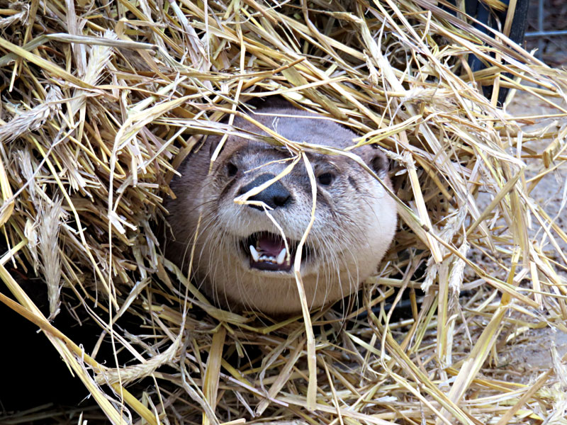  River otter in fresh straw at GarLyn Zoo